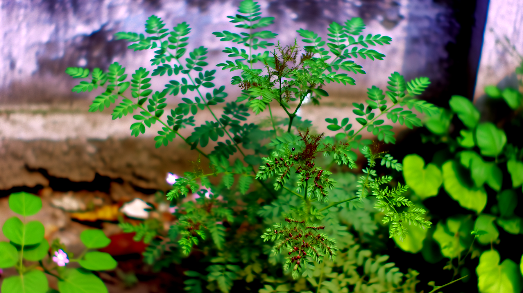 piante henné giardino"